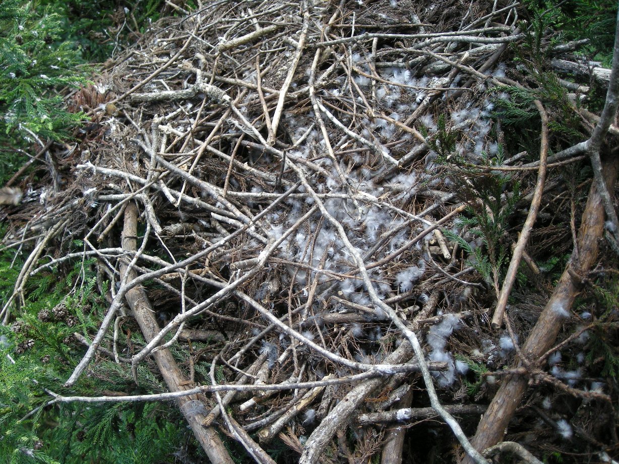 湛水後においてクマタカの巣内にオシドリの羽を確認