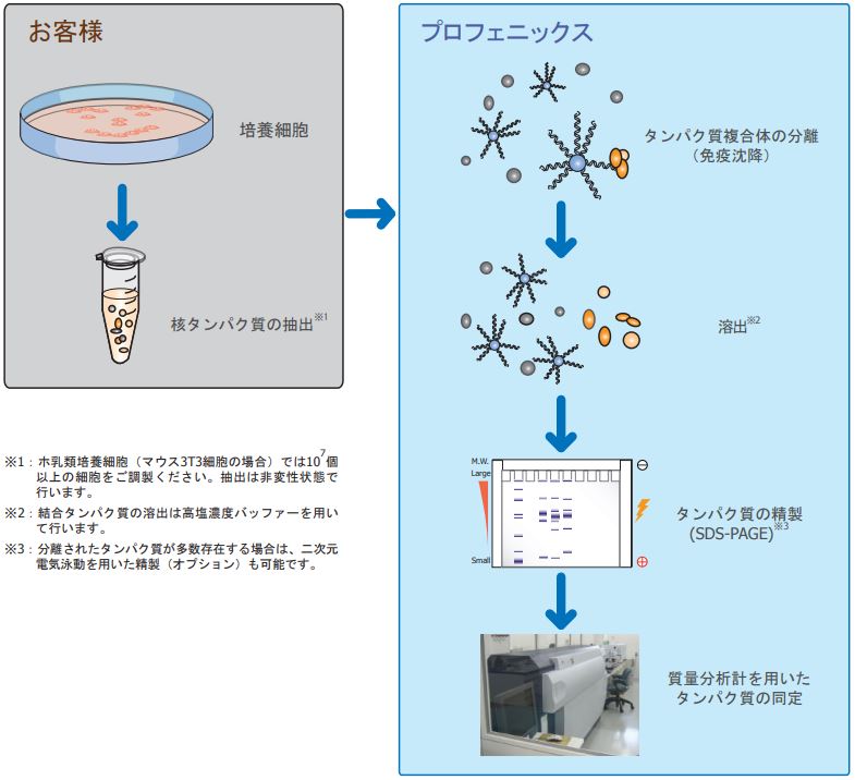 タンパク質分析(プロテオーム解析)受託サービスカタログ｜技術