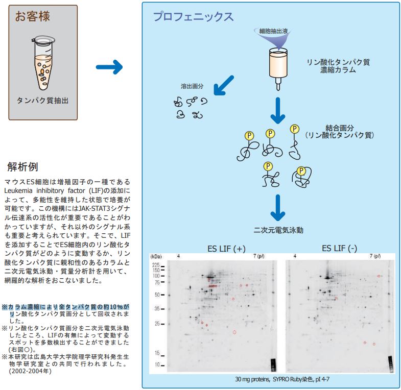タンパク質分析(プロテオーム解析)受託サービスカタログ｜技術