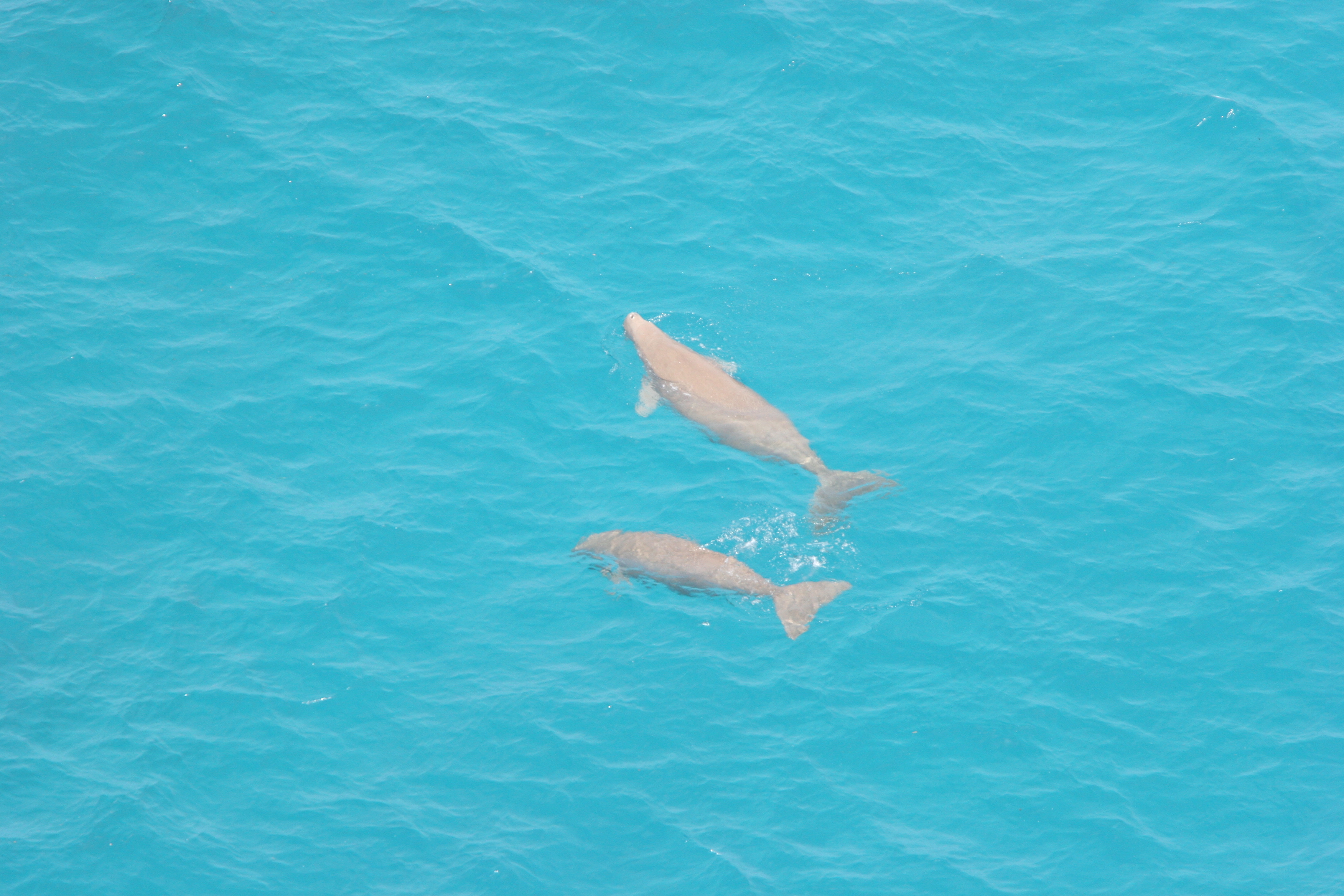 航空機による大型海産哺乳類の追跡調査