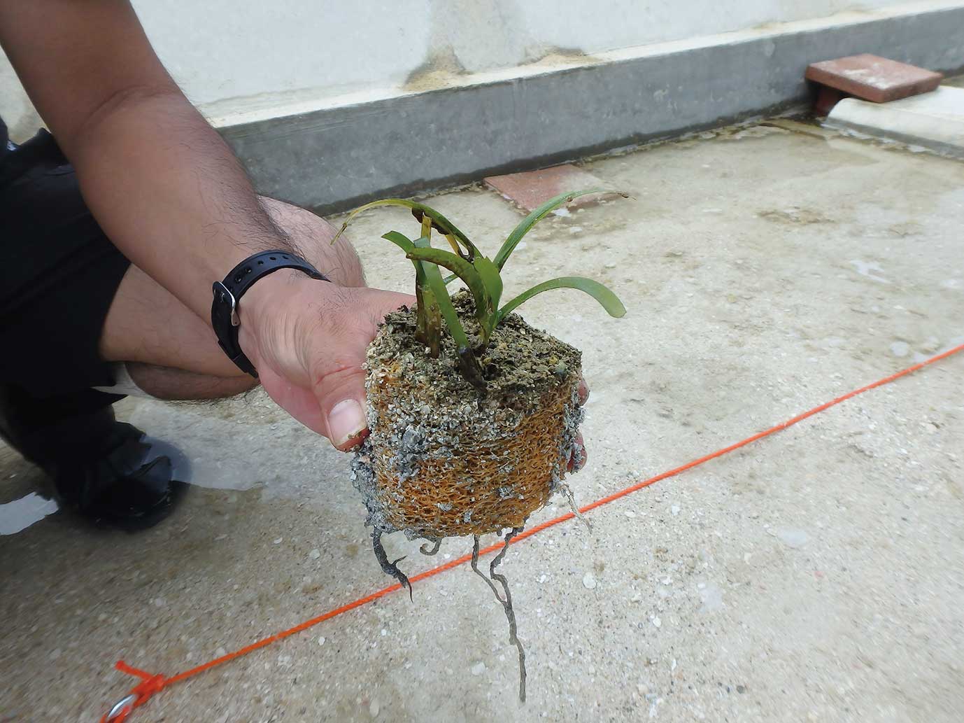 生分解性ポットによる海草の種苗生産