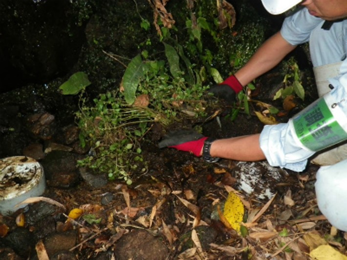 希少植物の移植