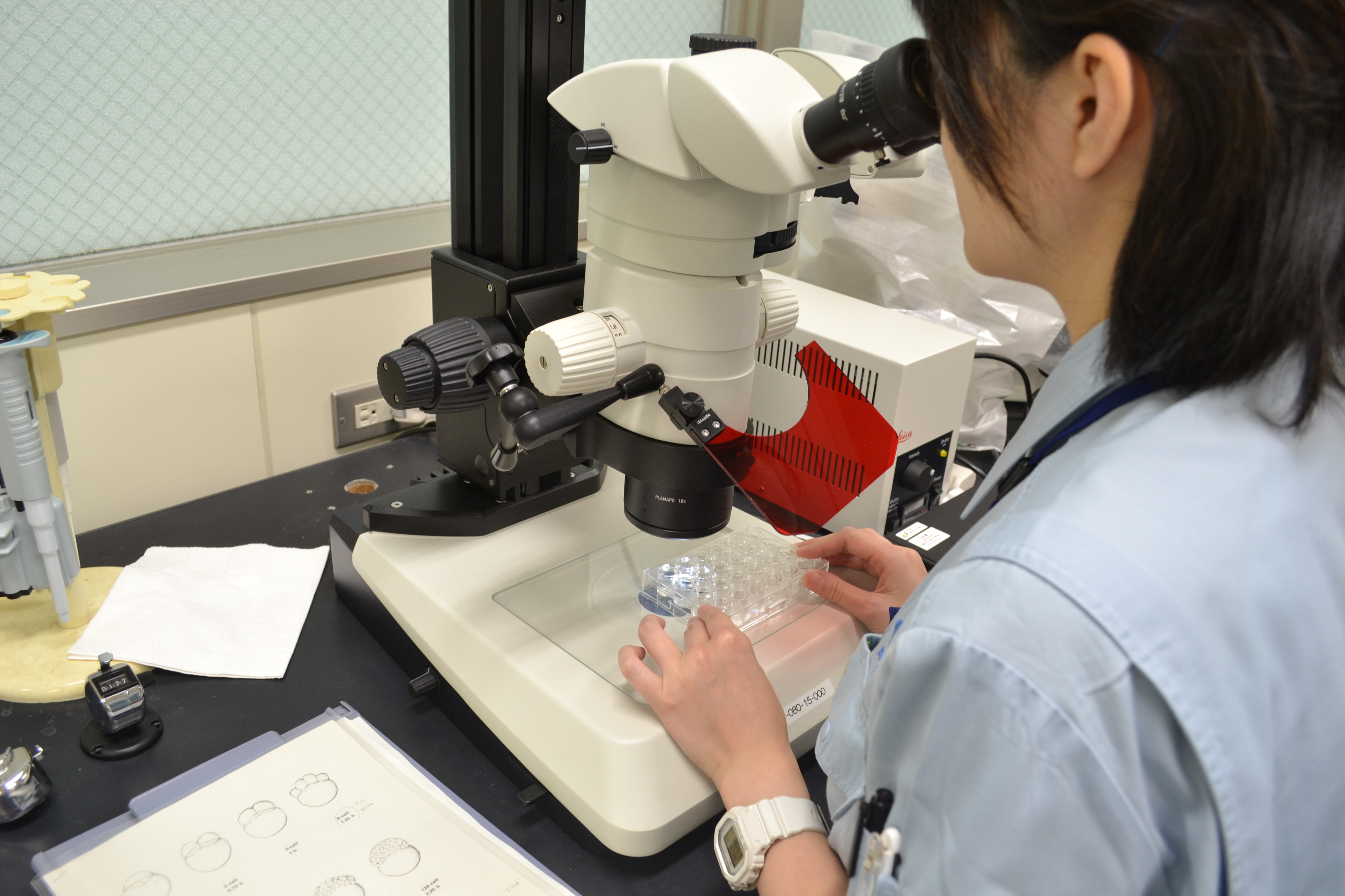 魚卵の顕微鏡観察（魚卵を用いた排水の試験）