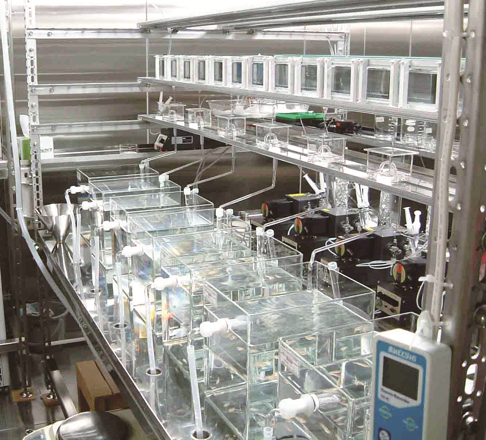 試験魚（メダカ）の飼育室