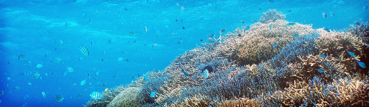 Sekisei Lagoon (Iriomote-Ishigaki National Park)